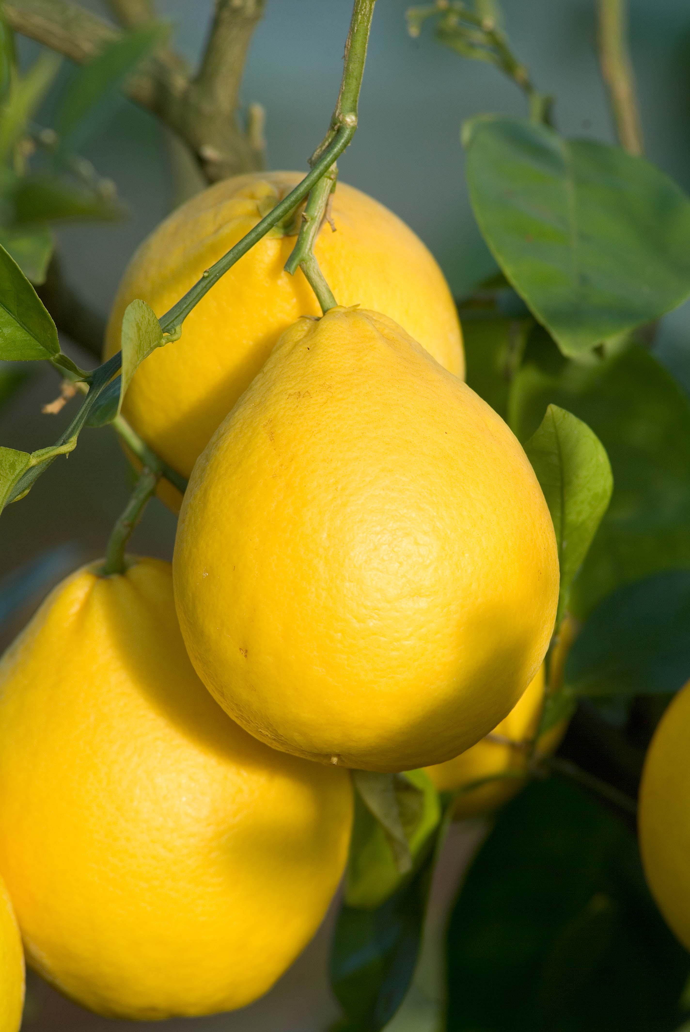 Citrus Lumia