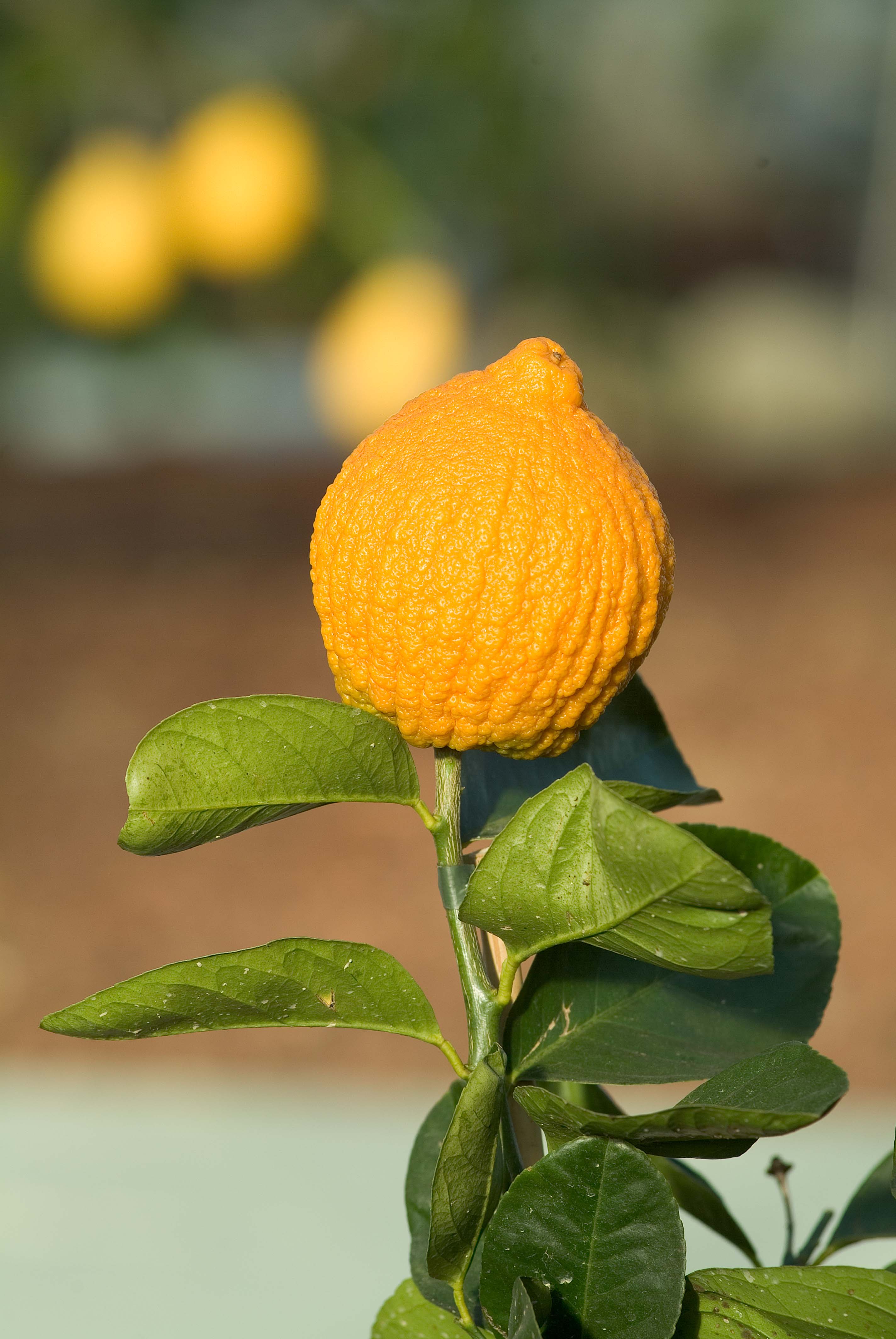 Citrus Medica Aurantiata